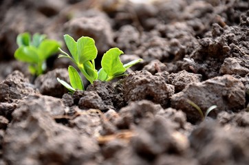 close up of young green leaves of green peas, sprouts growing in the soil in the garden, growing organic vegetables on the farm