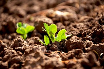 green peas sprouts growing in the soil in the garden on the farm