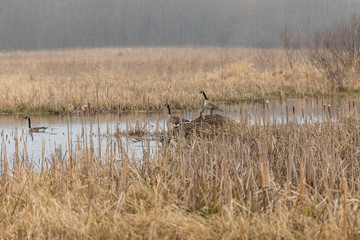Obraz na płótnie Canvas Canadian geese occupy their nesting area. Many of them use muskrats push-ups for nesting