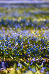 Selective focus photo. Blue snowdrop flowers in park. Spring season.