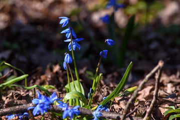 Selective focus photo. Blue snowdrop flowers in park. Spring season.