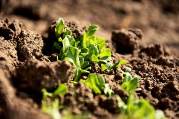 young green lettuce close up, sprouts growing in the soil in the garden, growing green vegetables on the farm