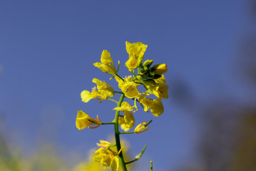 Sinapis arvensis, the charlock mustard in spring yellow blossom against a blurred green background. Close-up shot with tiny drops of dew.