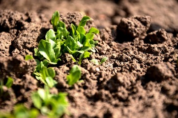 young green lettuce close up, sprouts growing in the soil in the garden, growing green vegetables on the farm