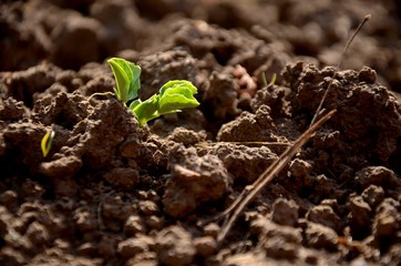 close up of young green leaves of green peas, sprouts growing in the soil in the garden, growing organic vegetables on the farm