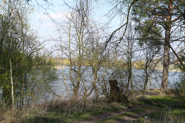 The landscape in the forest in spring