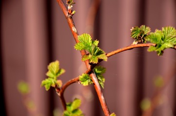 branch of raspberry bush with young green leaves on brown fence background. berries and fruit growing in the garden, organic farming on the farm
