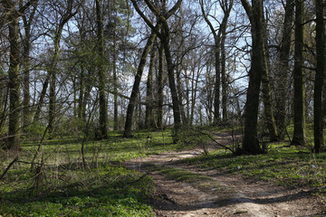 The landscape in the forest in spring