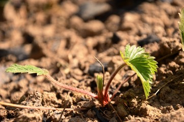 forest berry bush with young green leaves growing in the soil. berries growing in the garden, organic farming on the farm.
