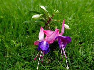 colorati fiori di fucsia fioriti sull'erba del giardino in primavera