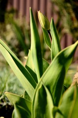 close up of young tulips, navel and green tulip leaves growing in the soil on the flowerbed