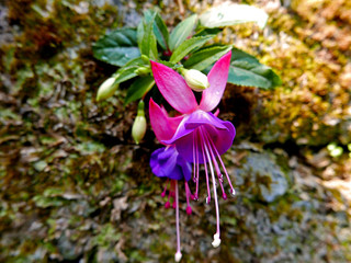 fiori brillanti di fucsia su un muro muschioso