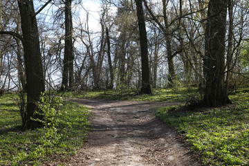 The landscape in the forest in spring