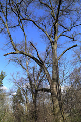 The landscape in the forest in spring