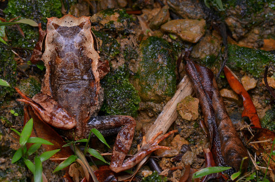 image of a Kinabalu Horned Frog from Borneo - Megophrys baluensis
