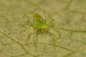a maravilha do mundo macro