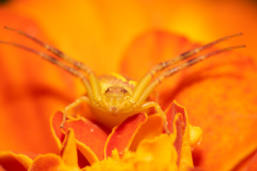 a maravilha do mundo macro