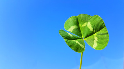 clover leaves isolated in blue sky background