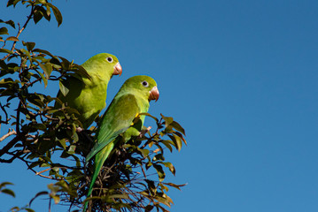 a beleza das aves do meu pais