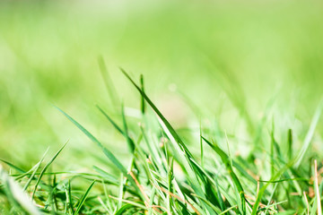 Fresh green bright spring grass with sunlight and blurred background, selective focus, summer nature concept background