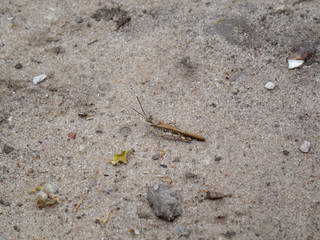 Acrididae