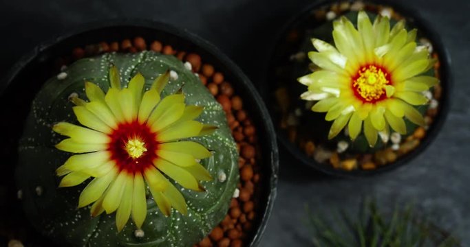 Time lapse of cactus flowers opening, Fowewrs of Astrophytum asterias kikko, Park and garden concept and free copy space.