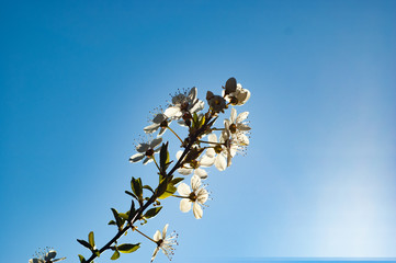 beautiful spring colors, apple blossoms and cherries