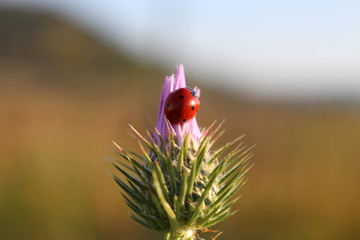 Coccinelle printanière.