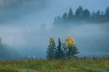 morning in the mountains, trees in the fog