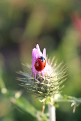 Coccinelle printanière.