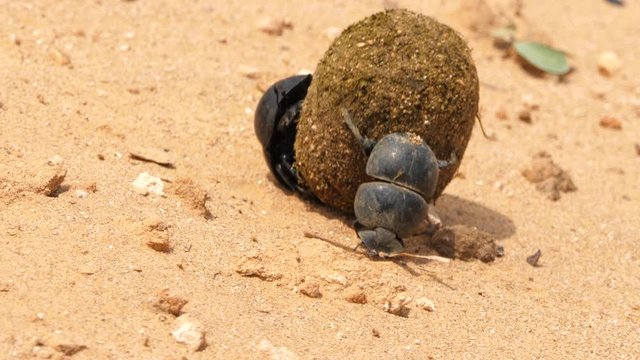 Macro shot of a pair of Flightless Dung Beetles struggling to roll a large dung ball up a hill in Addo Elephant National Park, South Africa.