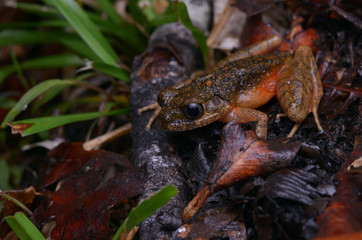 close  up image of a beautiful Kinabalu Slender Litter Frog -  Leptolalax arayai 