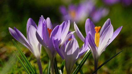 purple  crocus spring botanical garden
