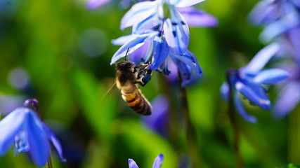 Bee in the summer on a blue flower (Siberian Squill also Scilla siberica)