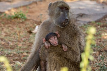 Mum and baby baboon on savanna.