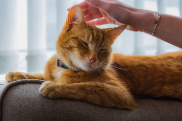 Fototapeta na wymiar A portrait of an adorable young domestic ginger tabby cat sat at home on the back of a sofa whilst being stroked by a female hand