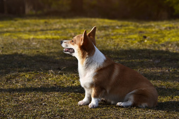 Welsh Corgi Pembroke