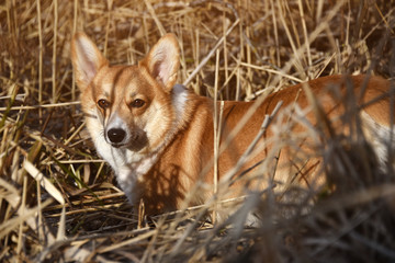 Welsh Corgi Pembroke