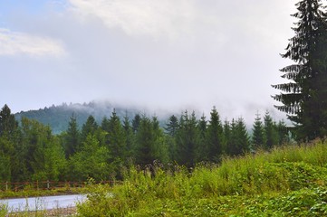 A lot of trees against the sky