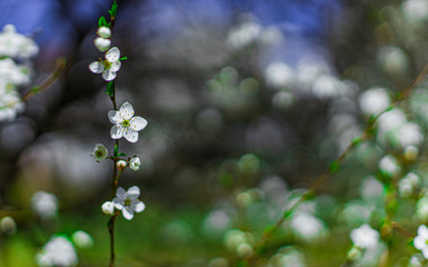 post card spring April blossom season time white flowers on branch in garde bokeh blur background copy space for your text