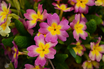 Perennial primrose or primula in the spring garden. Spring primroses flowers, primula polyanthus, primroses in spring woods.