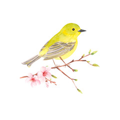 A bird is sitting on a cherry blossom branch. watercolor drawing.