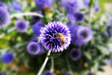 Biene auf Distelblume