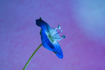 Macro of flower at the studio