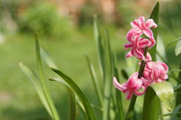 Pink hyacinth with soft focus grass background