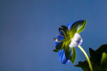 Macro of flower at the studio