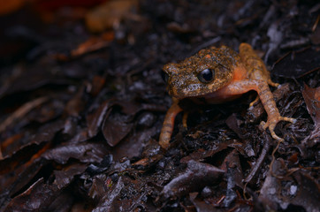 close  up image of a beautiful Kinabalu Slender Litter Frog -  Leptolalax arayai 