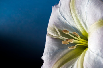 Macro of flower at the studio