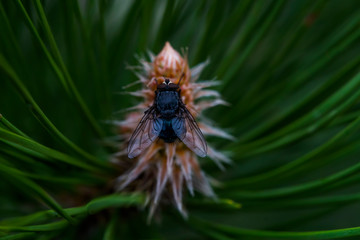Naklejka na ściany i meble Fly macro photo. Blue fly in a natural habitat. Fly ns cone conifer. Wings, eyes, paws of a fly close-up. Macro photo of an insect