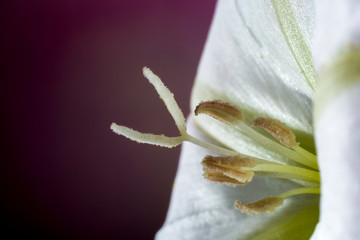 Macro of flower at the studio